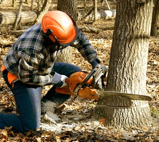 Tree Removal in Swoope, VA